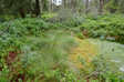 Regeneration des Moores. Erkennbar am Wachstum von moortypischer Vegetation wie dem Scheidigen Wollgras und Torfmoosen. Regeneration des Moores. Erkennbar am Wachstum von moortypischer Vegetation wie dem Scheidigen Wollgras und Torfmoosen.